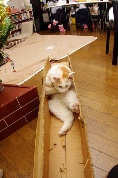 クリスマスのお約束_a0028451_361693.jpg