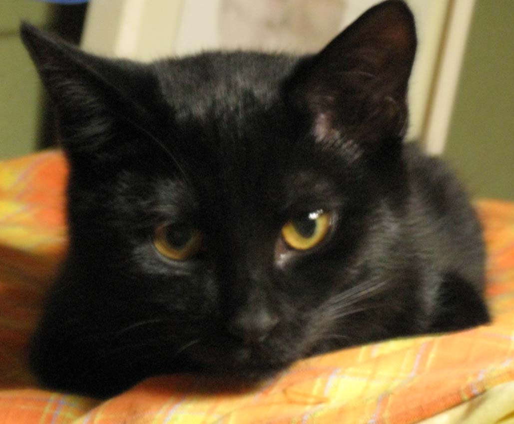 黒猫戦隊 青レンジャー 杉並どうぶつネット 新しい飼主さん探し 黒猫戦隊 青レンジャー 杉並どうぶつネット 新しい飼主さん探し