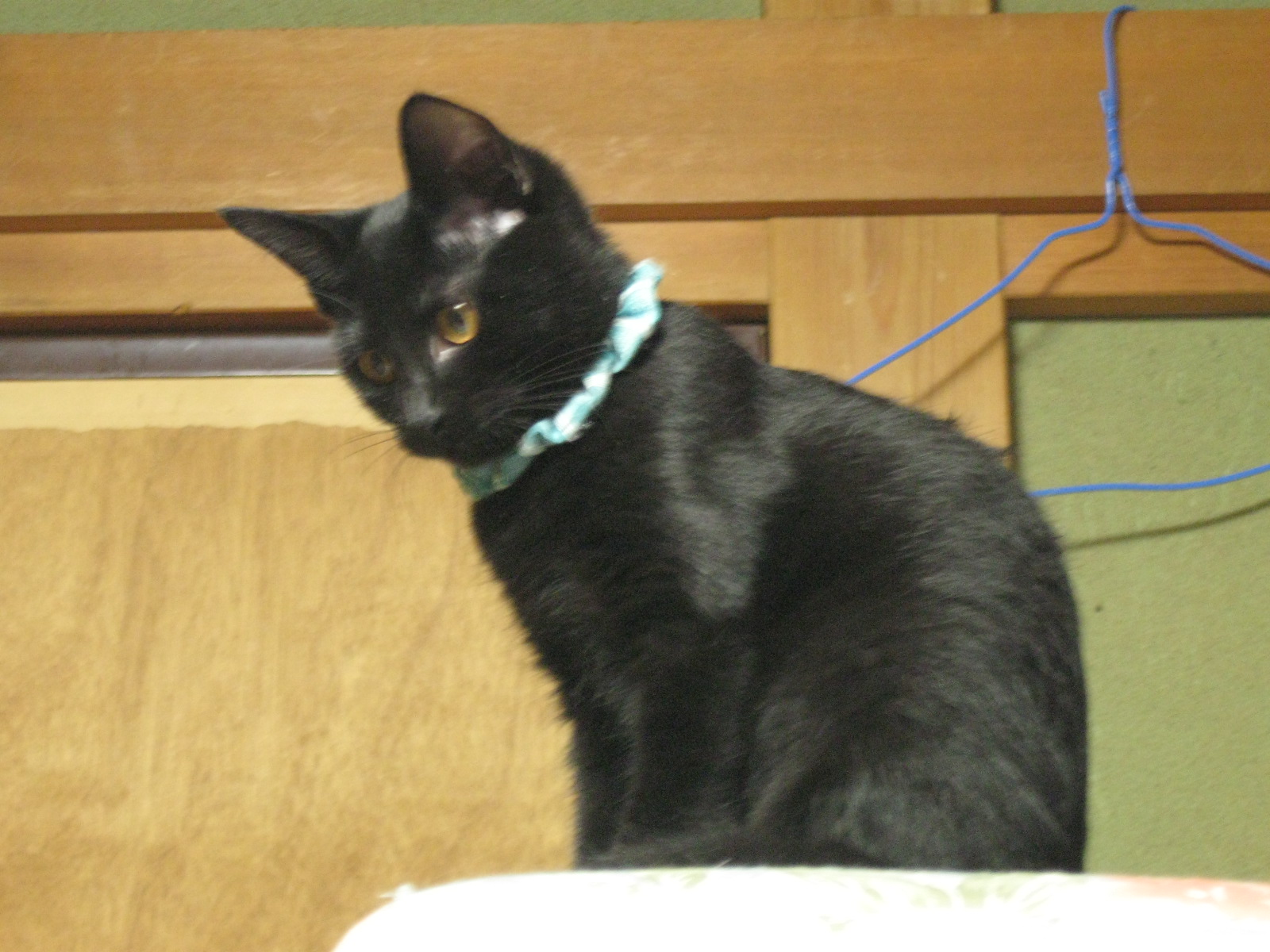 黒猫戦隊 青レンジャー 杉並どうぶつネット 新しい飼主さん探し 黒猫戦隊 青レンジャー 杉並どうぶつネット 新しい飼主さん探し