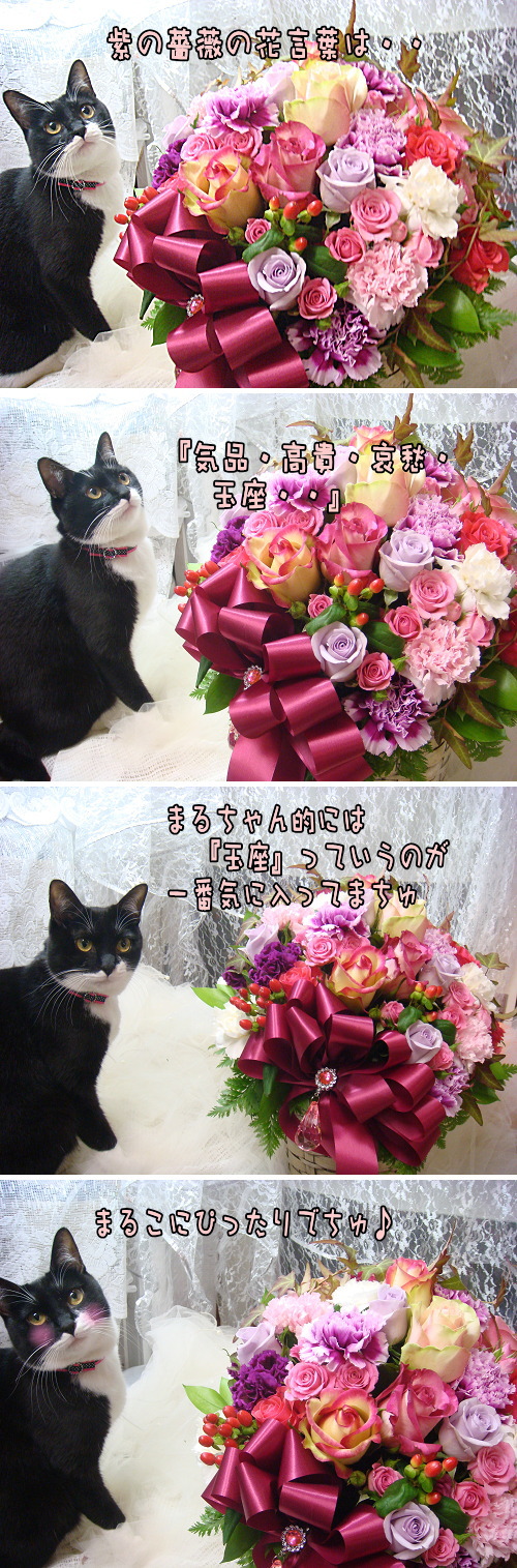 猫漫画　紫の薔薇の花言葉_e0146584_344374.jpg