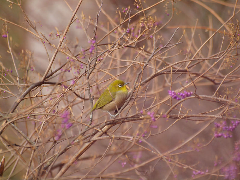 コムラサキを採餌するメジロ_f0055184_2219308.jpg