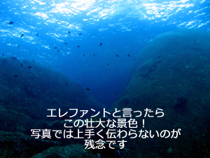 マンタ!そしてその時に事件が…_f0144385_23134290.jpg