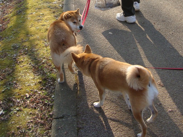 りんごちゃん、初めまして!_a0126590_125177.jpg