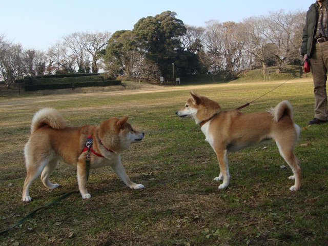 りんごちゃん、初めまして!_a0126590_1254465.jpg