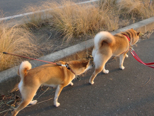 りんごちゃん、初めまして!_a0126590_1433526.jpg