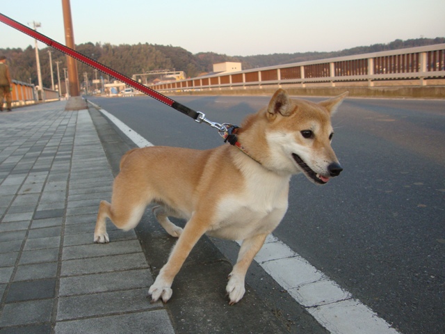 りんごちゃん、初めまして!_a0126590_1441164.jpg