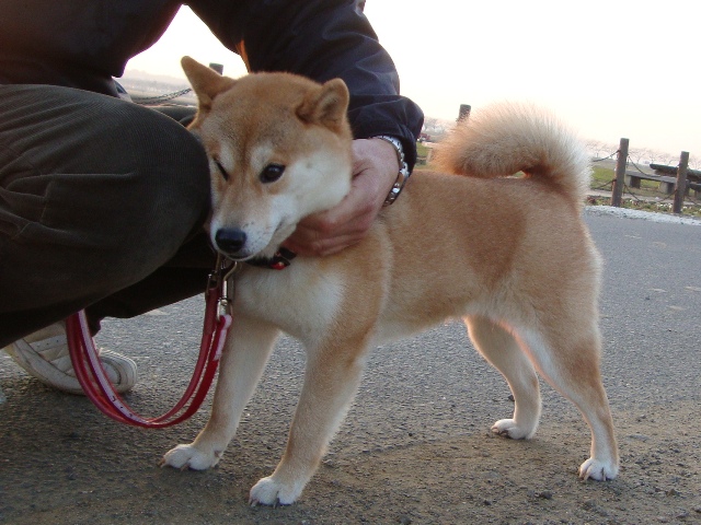りんごちゃん、初めまして!_a0126590_1444654.jpg