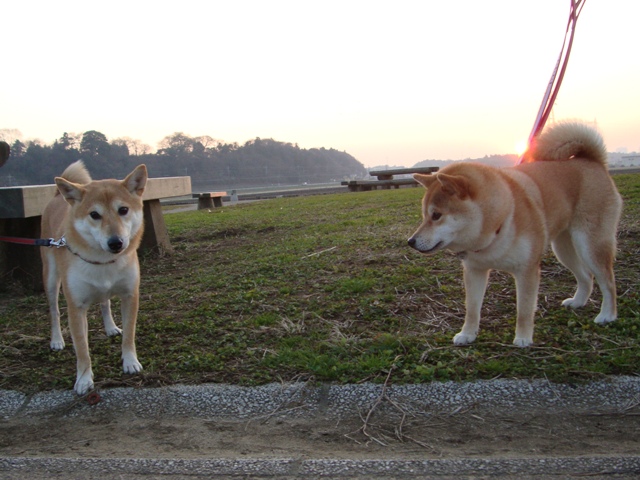 りんごちゃん、初めまして!_a0126590_1451357.jpg