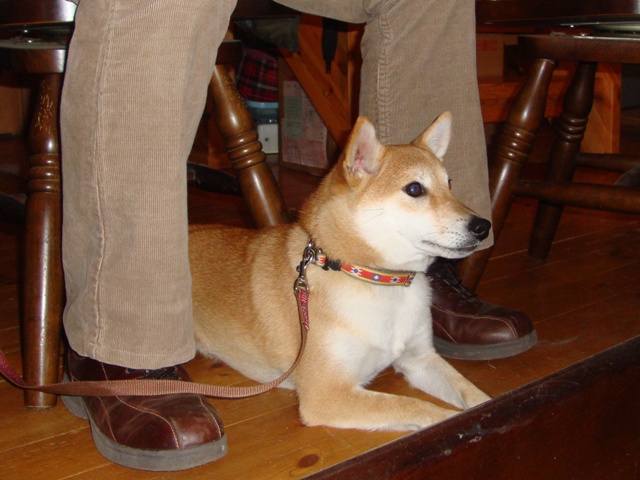 りんごちゃん、初めまして!_a0126590_1455536.jpg