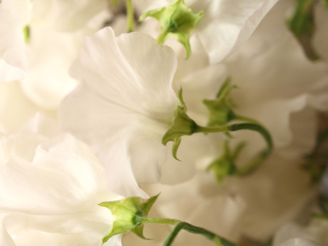 Sweet pea_a0150396_20243198.jpg