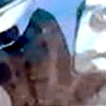 e0103408_12323465.gif