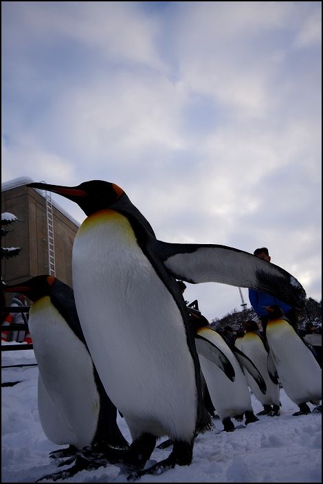 旭山動物園　～10-20mmDCHSMその②　キングペンギン～_f0139911_21502324.jpg