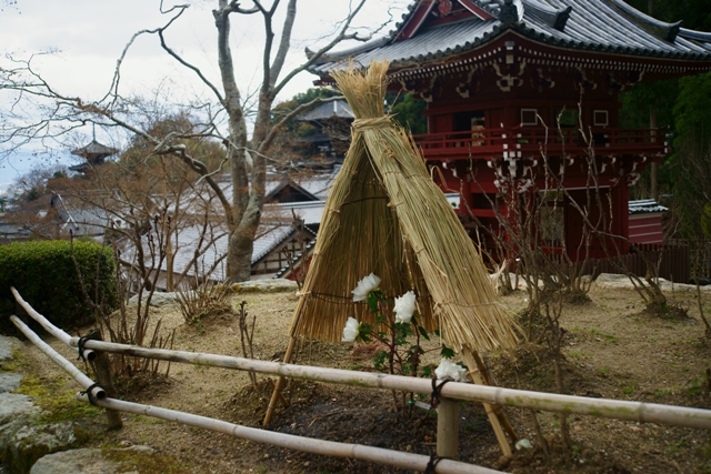 當麻寺奥院の冬牡丹_e0177413_23245633.jpg