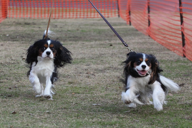 DOG TIME RACE　参戦！_a0064918_23111016.jpg