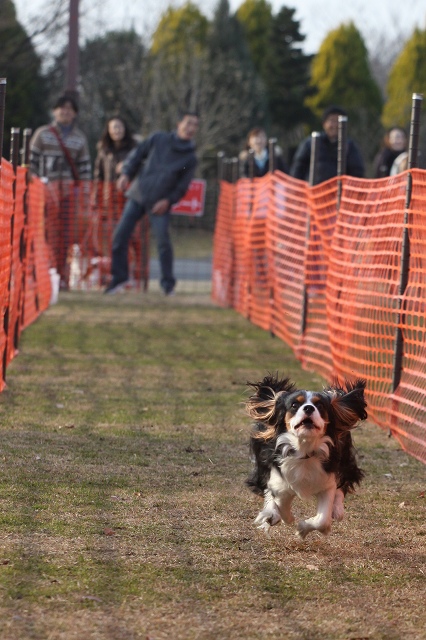 DOG TIME RACE　参戦！_a0064918_2315432.jpg