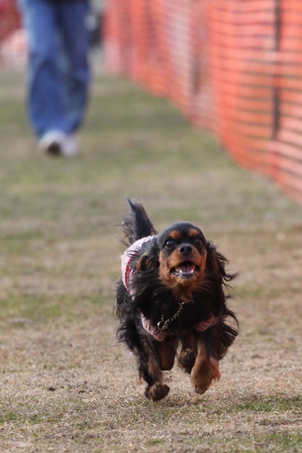 DOG TIME RACE　参戦！_a0064918_2333618.jpg