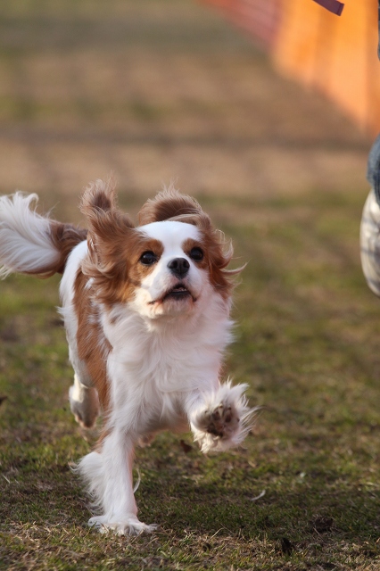 DOG TIME RACE　参戦！_a0064918_2342160.jpg