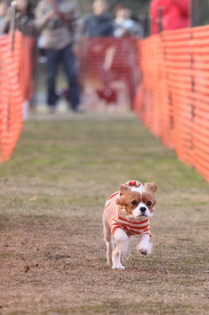 DOG TIME RACE　参戦！_a0064918_2354031.jpg