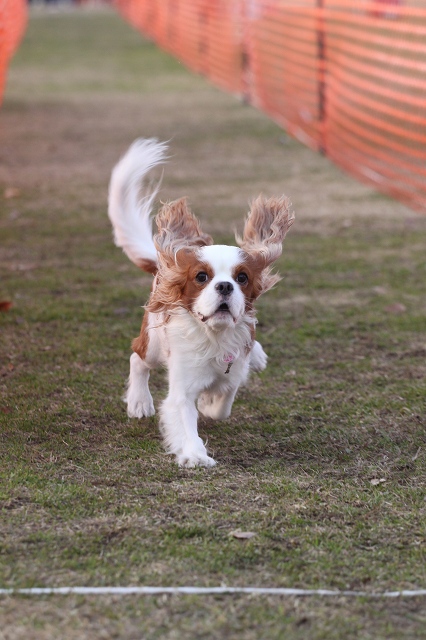 DOG TIME RACE　参戦！_a0064918_236329.jpg