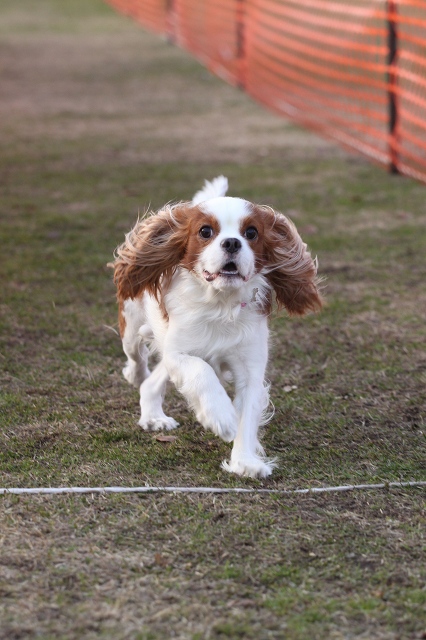 DOG TIME RACE　参戦！_a0064918_2363777.jpg