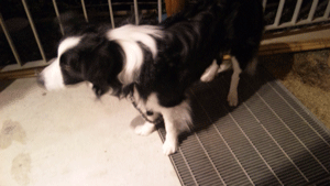 c0200849_23363127.gif