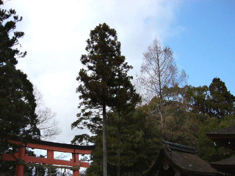 c0225153_2154446.gif