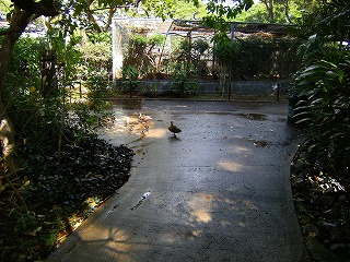 出会いの旅ー5日目　 ホノルル動物園①：鴨さんお通り  _e0137353_2332354.jpg