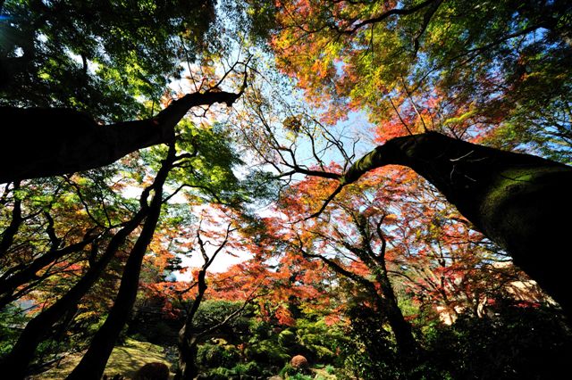 今年の紅葉その７_c0179654_1211519.jpg