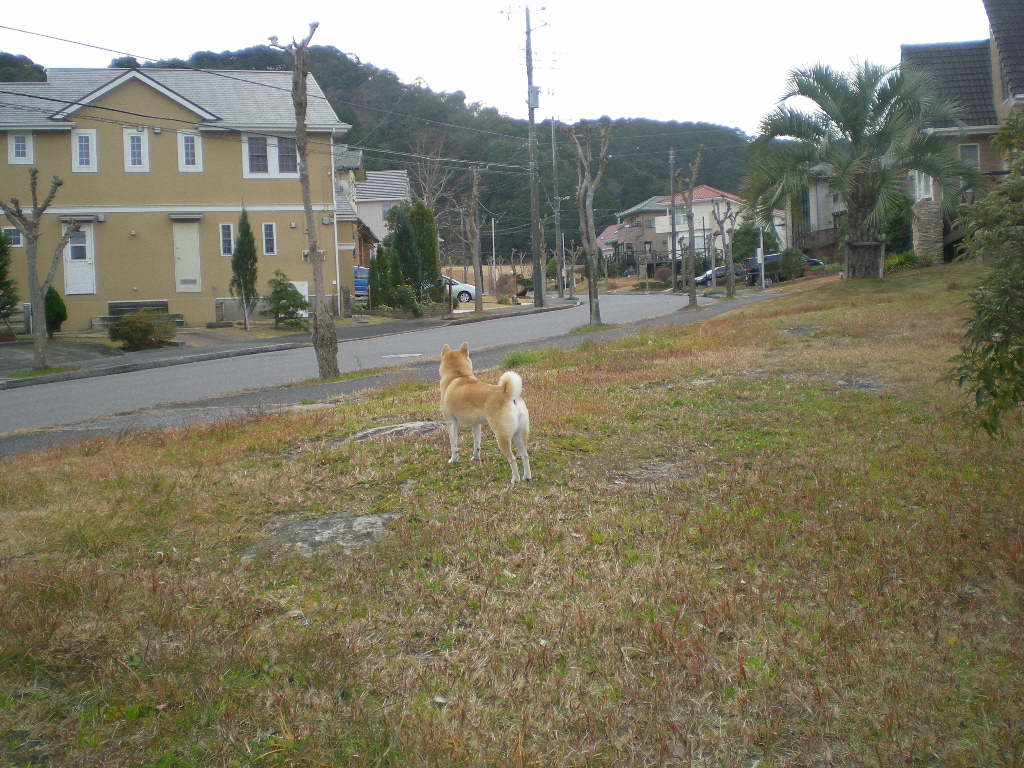 ２００９年１２月２８日（月）愛ちゃんの逃亡劇！_f0060461_1159398.jpg