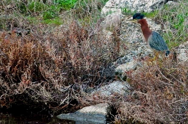 Green Heron_a0126969_547587.jpg