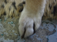 年末犬の手も借りたかです_a0077071_18454590.jpg