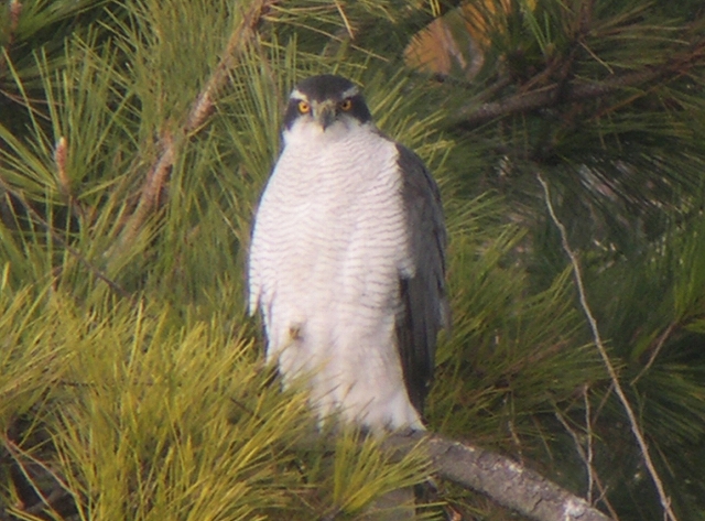 ★先週末の鳥類園(2009.12.26~27)_e0046474_234293.jpg