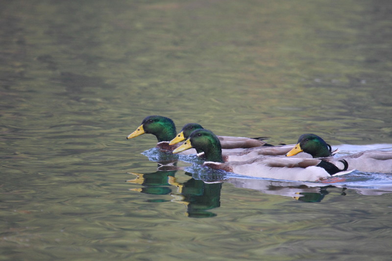 久しぶりの鳥撮_c0148777_20112494.jpg