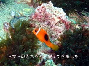 サメが消えた、シャークポイント_f0144385_15831.jpg