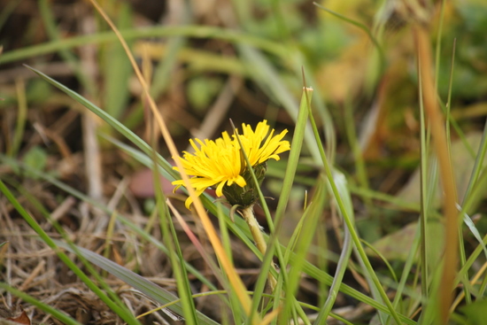 秘密の小さな花園の花たち♪_e0195587_21312683.jpg