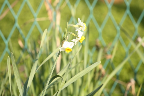 秘密の小さな花園の花たち♪_e0195587_217239.jpg