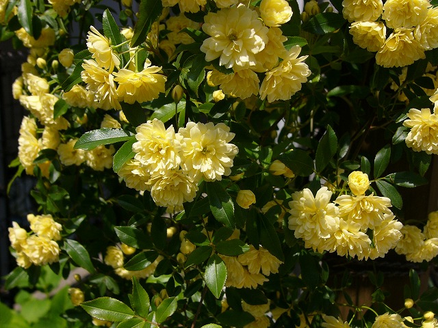 a0123003_15334244.jpg