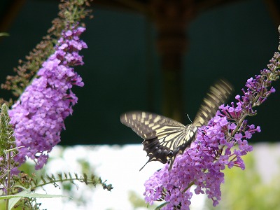 a0123003_17141330.jpg