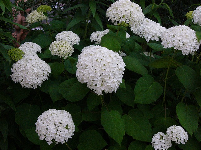 a0123003_1751151.jpg
