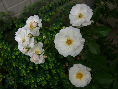 a0123003_17522527.jpg
