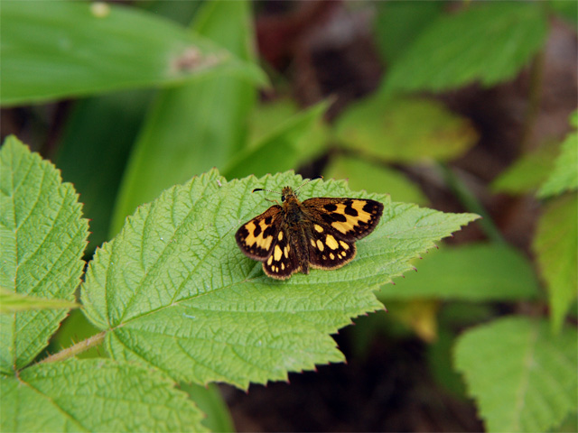 2009年思い出（６）：　カラフトタカネキマダラセセリ _b0159904_7455319.jpg