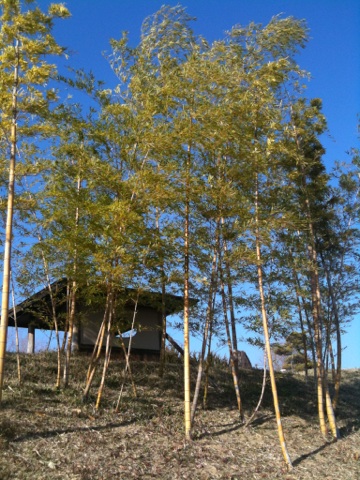 d0005908_1719284.jpg