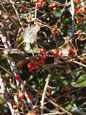 b0176111_21392538.gif