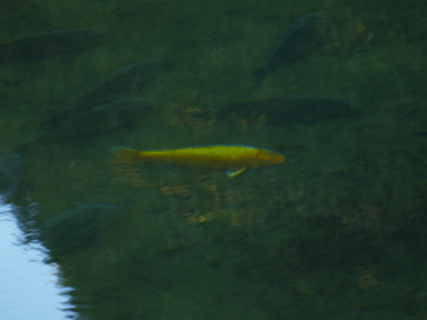 b0176111_2140314.gif