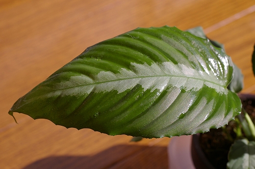 d0004922_169151.jpg
