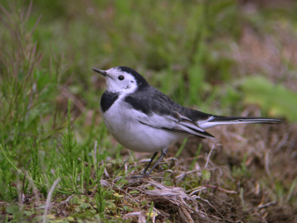 大岳の山頂にてフランチェスコの如くに_d0151144_23335167.jpg