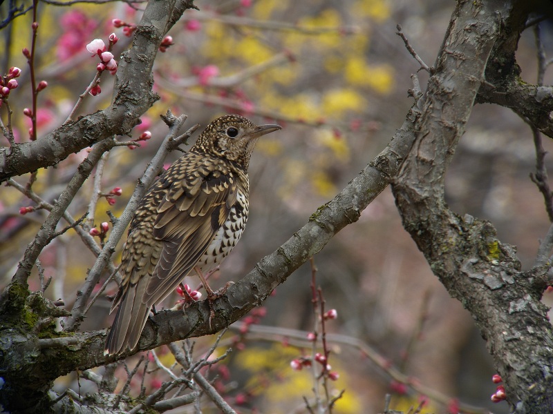 ２００９年を飾った鳥達_b0177857_22373058.jpg