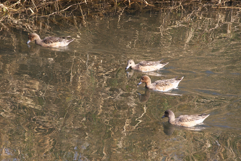 川で見かけた鳥さん達_f0072758_2144366.jpg