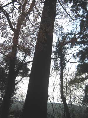 e0173061_105814100.jpg