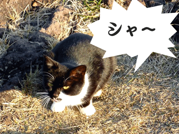 e0010166_1114424.gif